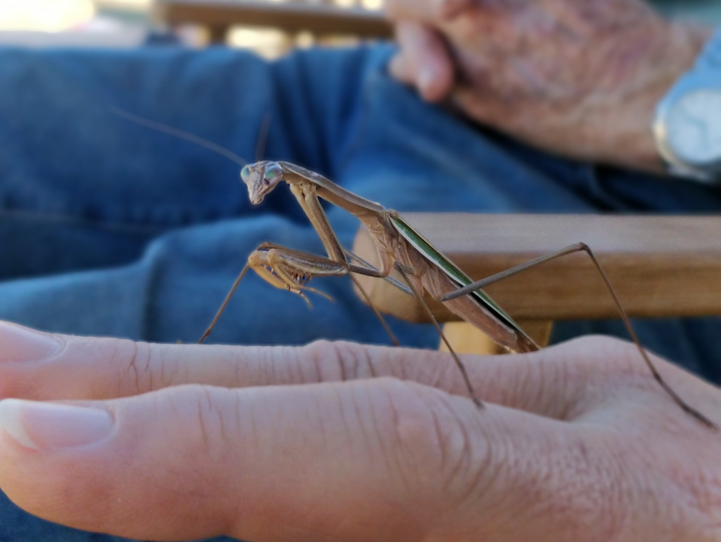 A purple-winged mantis resting on my hand