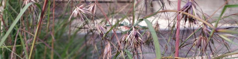 Photo of the purple and brown florets of kangaroo grass (Themeda triandra)