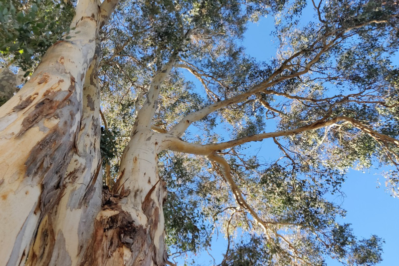 Looking up into a eucalyptus tree at the spreading branches as they reach outwards