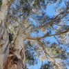 Looking up into a eucalyptus tree at the spreading branches